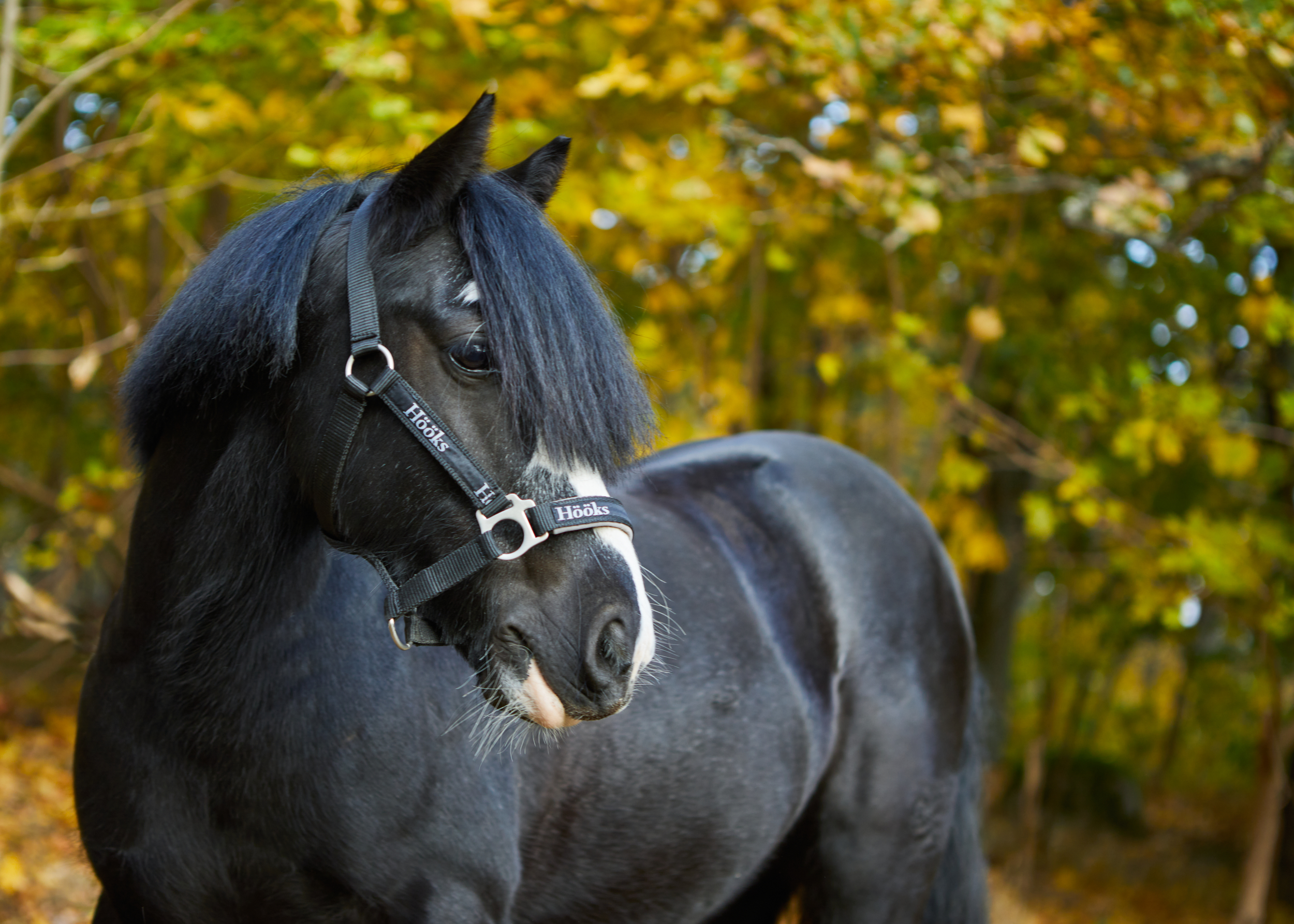 Ridning på Järfälla Ryttarförening